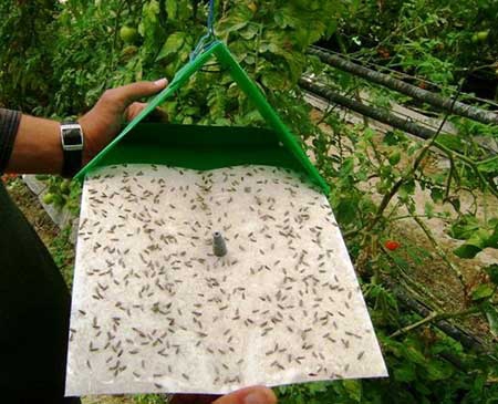 “Internet of thing” sẽ giúp giảm bớt những cái chết như của Trần Lập 3 images1695569_b_y_pheromones